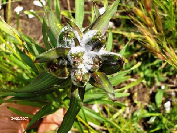Lilium bulbuferum subsp. Croceum e Helianthemum sp.